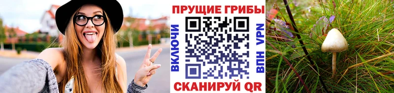 цена Балей Галлюциногенные грибы Cubensis